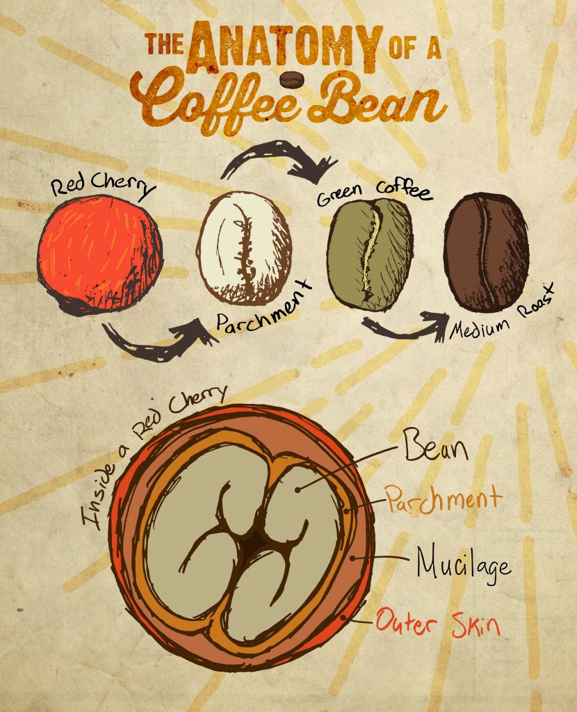 Coffee Processes - Ever Heard of Them?