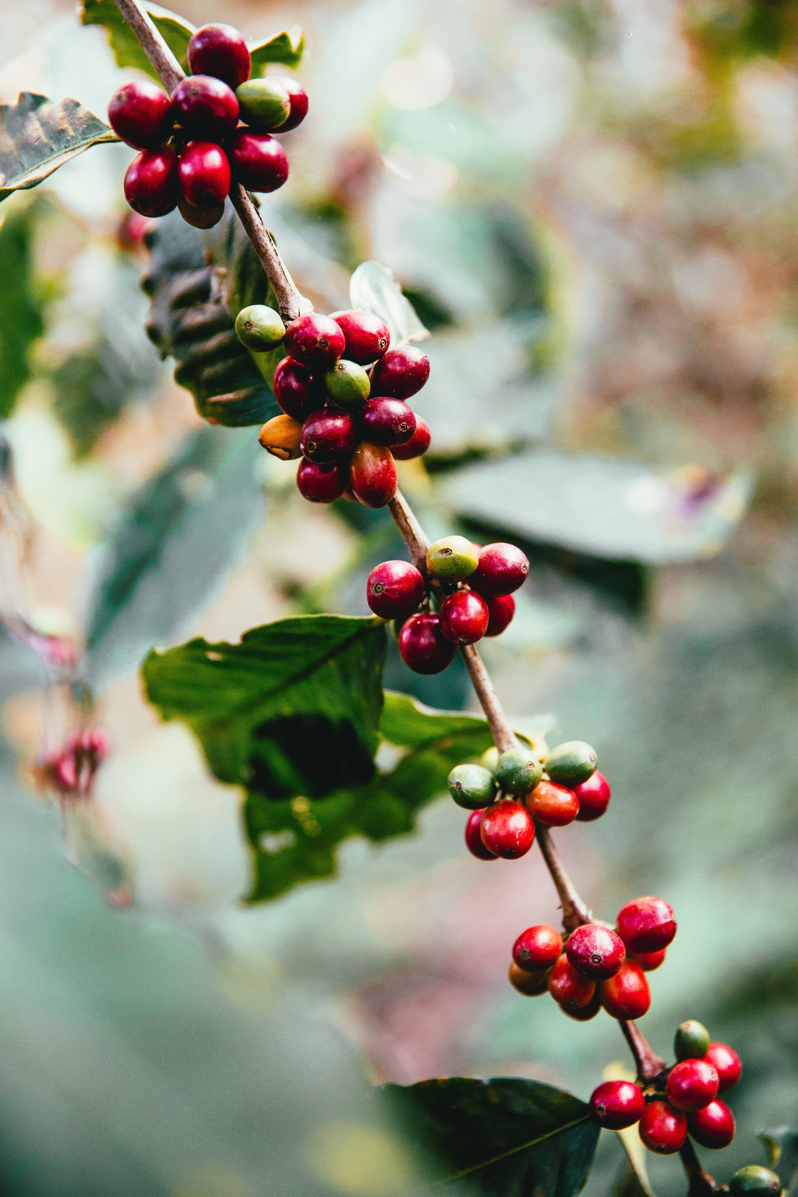 How I Became a Coffee Roaster