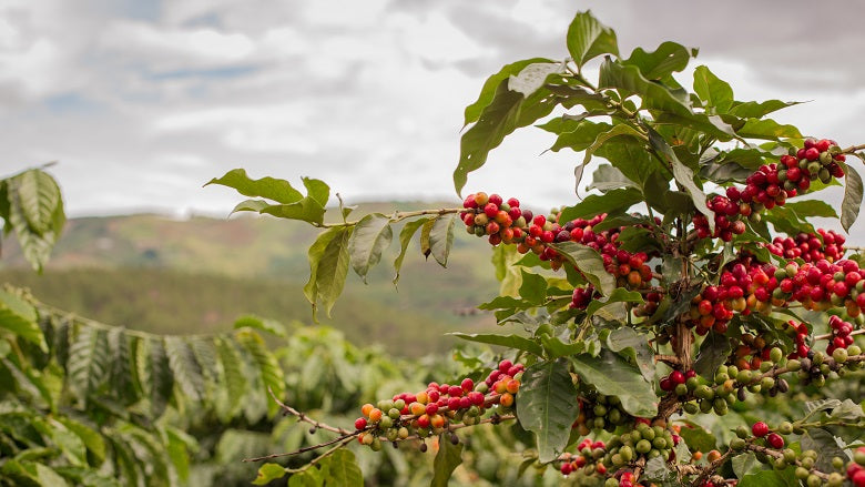 Decaf Peru
