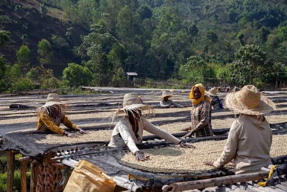 Workers tending coffee drying beds at Ayla Bombe in Sidama, Ethiopia