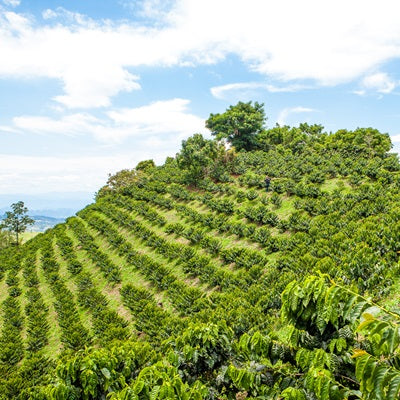 Aerial view of El Vergel Estate coffee farm in Tolima, Colombia
