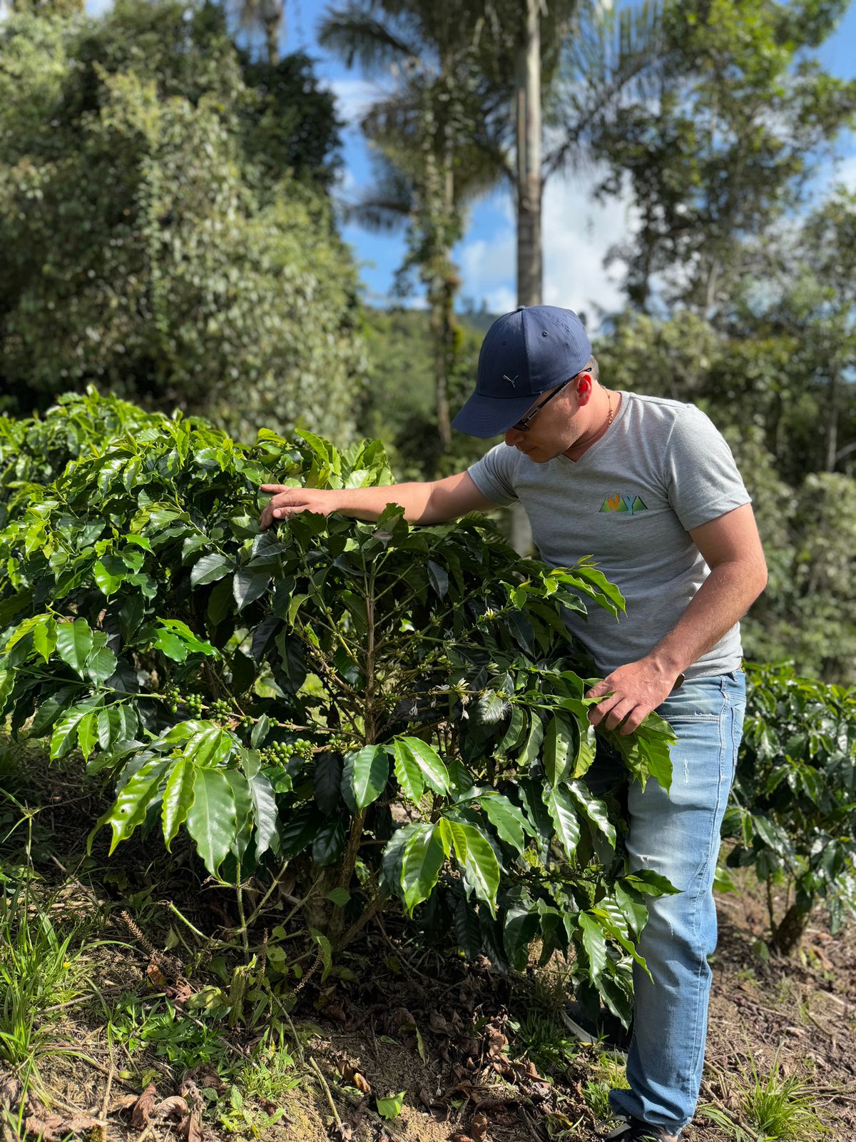 Coffee farmer inspecting coffee plants at Finca Anaya in Huila, Colombia