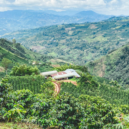 Finca Anaya coffee farm in the mountains of Huila, Colombia